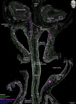 3D Reconstruction of Human Olfactory Projection